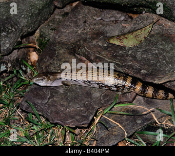 zoology / animals, reptiles, Skinks, Eastern blue-tongued lizard, (Tiliqua scincoides), lying on rocks, distribution: Northern a Stock Photo