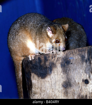 zoology / animals, mammal / mammalian, Didelphimorphia, Common Ringtail Possum, (Pseudocheirus peregrinus), on tree trunk, distr Stock Photo