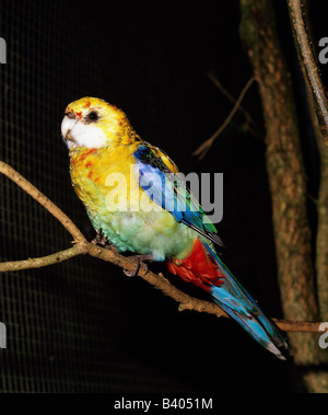 zoology / animals, avian / bird, Pale-headed rosella, (Platycercus adscitus palliceps), sitting on branch, distribution: Austral Stock Photo