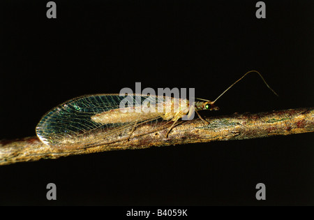 zoology / animals, insects, Green lacewings, Common Lacewing, (Chrysopa perla), sitting on branch, distribution: Europe, red, co Stock Photo