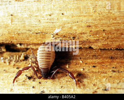 zoology / animals, arachnid, pseudoscorpions, book scorpion, (Chelifer cancroides), 3-4 millimeters, at wood, distribution: worl Stock Photo