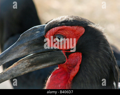 Close-up of a Southern Ground-hornbill, Bucorvus leadbeateri or cafer Stock Photo