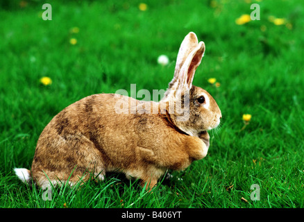 zoology / animals, mammal / mammalian, hares, European Rabbit, (Oryctolagus), sitting in grass, distribution: worldwide, hare, a Stock Photo