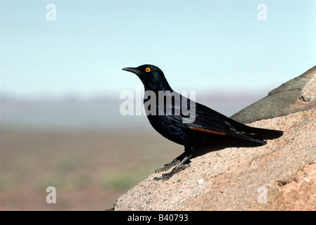 zoology / animals, avian / birds, Pale-winged Starling, (Onychognathus Nabouroup), Fish River Canyon, Namibia, South Western Afr Stock Photo