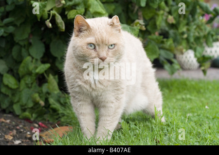 Jasper stalks through the garden Stock Photo