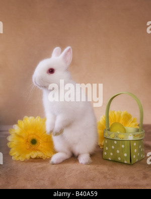 Cute white Netherland Dwarf rabbit on golden background with yellow gerber daisy flowers and Easter basket Stock Photo