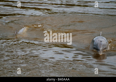 TUCUXI or GREY RIVER DOLPHINS Sotalia fluviatilis Stock Photo