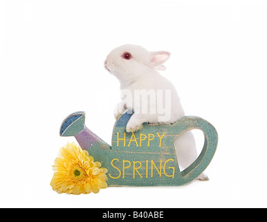Cute white Netherland Dwarf bunny rabbit with sign that say s Happy Spring isolated on white Stock Photo