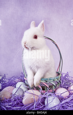 Cute white Netherland Dwarf bunny rabbit with Easter eggs on lavender or purple background Stock Photo