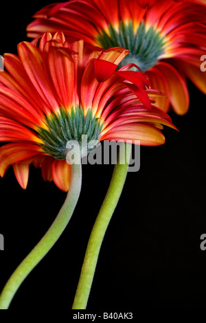 Two red gerbera daisies against a black background Stock Photo