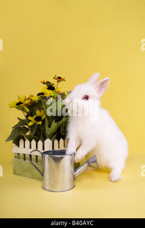 White baby Netherland Dwarf bunny rabbit with bouquet of flowers and watering can on yellow background Stock Photo