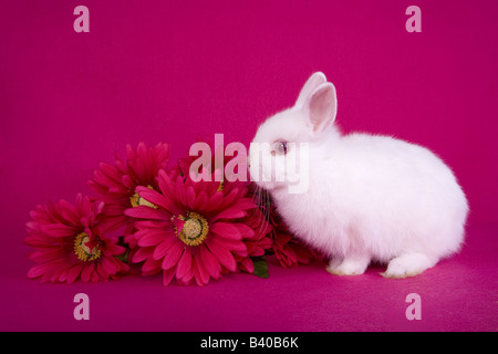 Cute white baby Netherland Dwarf bunny rabbit on hot pink background with bouquet of pink flowers Stock Photo