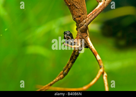 Female net-casting spider (Deinopis subrufa), also known as Ogre-faced spider, eating a fly she captured and wrapped in silk Stock Photo