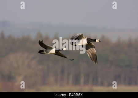 Pair of Barnacle geese Branta leucopsis in flight together Stock Photo