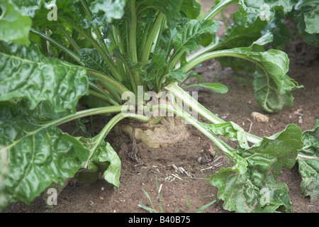 Sugar beet plant growing in soil Stock Photo