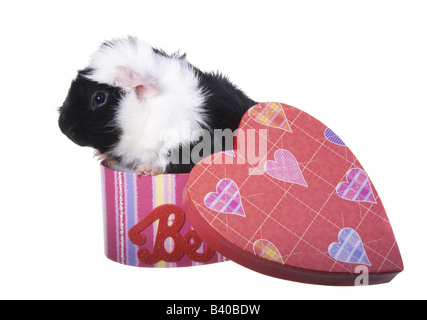 Cute Black and white Valentine Guinea pig or Cavy inside heart shaped box isolated on white Stock Photo