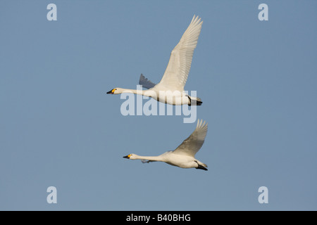 Two Bewick's swan Cygnus columbianus in flight together Stock Photo