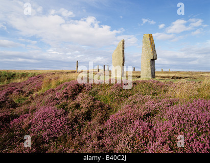 dh Standing stones neolithic RING OF BRODGAR ORKNEY Purple Heather Scotland unesco world heritage site stone age sites uk