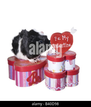 Cute Black and white Valentine Guinea pig or Cavy with heart boxes and heart that say s Be my Valentine isolated Stock Photo