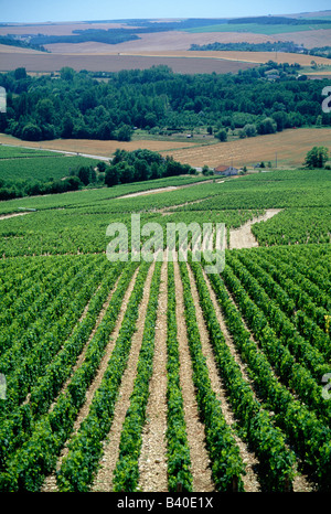 Chablis 'Grand Cru' vineyards (highest quality of Chablis wine), Burgandy region, France Stock Photo