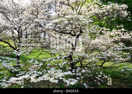 WHITE FLOWERING DOGWOOD CORNUS FLORIDA CLOUD 9 IN SPRING IN NORTHERN ILLINOIS USA Stock Photo