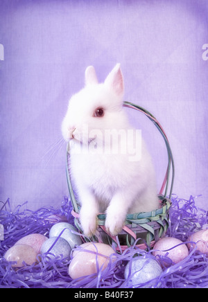 Cute white Netherland Dwarf bunny rabbit with Easter eggs on lavender or purple background Stock Photo