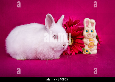 Cute white baby Easter Netherland Dwarf bunny rabbit on hot pink background with white chocolate candy Easter bunny Stock Photo