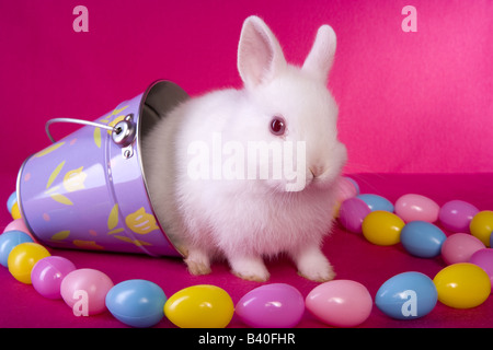Cute white baby Easter Netherland Dwarf bunny rabbit on hot pink background in purple bucket with string of Easter eggs Stock Photo