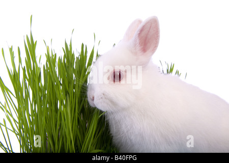 White Netherland Dwarf bunny rabbit eating grass isolated on white background Stock Photo