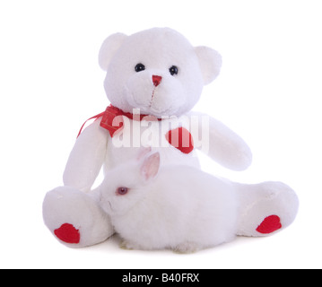 Cute baby white Netherland Dwarf bunny rabbit with white Valentines day teddy bear isolated on white background Stock Photo