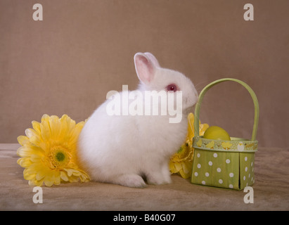 Cute white Netherland Dwarf rabbit on golden background with yellow gerber daisy flowers and Easter basket Stock Photo