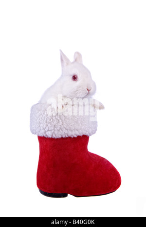 White Netherland Dwarf Bunny Rabbit in red and white Christmas Santa boot isolated on white background Stock Photo