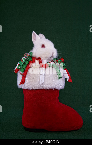 White Netherland Dwarf Bunny Rabbit in red and white Christmas Santa boot on green background Stock Photo