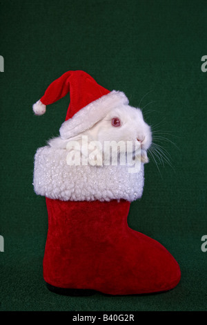 White Netherland Dwarf Bunny Rabbit in red and white Christmas Santa boot wearing hat on green background Stock Photo