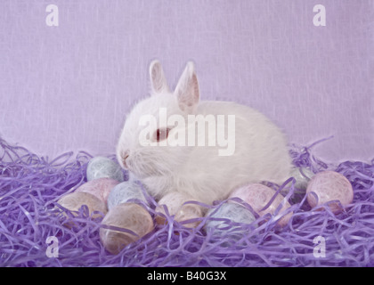 Cute white Netherland Dwarf bunny rabbit with Easter eggs on lavender or purple background Stock Photo