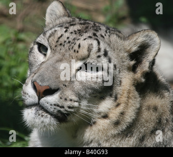 Snow leopard sunning herself at the zoo. Stock Photo