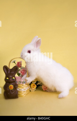 White baby Netherland Dwarf bunny rabbit with Easter basket and chocolate Easter Bunny on yellow background Stock Photo