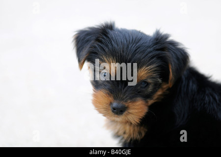 A six week old Yorkshire Terrier puppy Stock Photo