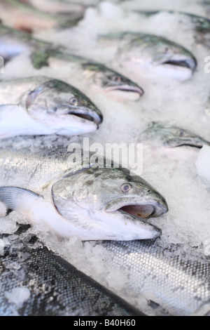 Fresh Fish on Ice at Pike Place Market Seattle Washington Stock Photo