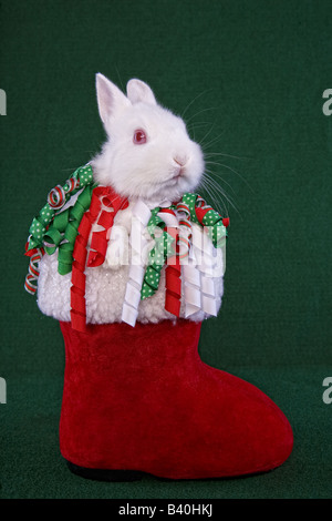 White Netherland Dwarf Bunny Rabbit in red and white Christmas Santa boot on green background Stock Photo