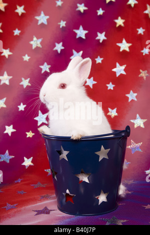 Patriotic White Netherland Dwarf Bunny Rabbit on red white and blue baclground with stars Stock Photo