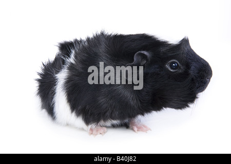 Black and white sales abyssinian guinea pig