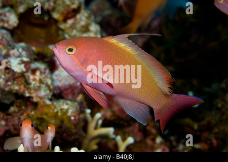 Threadfin Anthias Nemanthias carberryi in Komodo National Park Indonesia Stock Photo