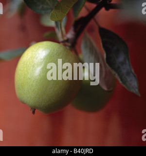 Apples growing on a tree Stock Photo