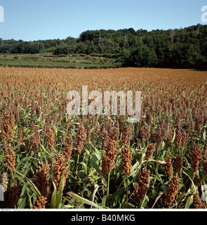 botany, agricultural plants, Millet, Foxtail millet, (Setaria italica), field, Provence, France, agriculture, cultivation, seedh Stock Photo