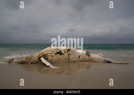 A dead humpback whale washed up on a Perth beach, Western Australia Stock Photo