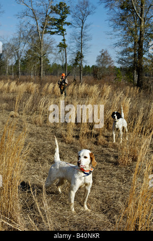 English Setter on Point while another Setter Backs the Point with Hunter Approaching from Behind in the Piney Woods of Georgia Stock Photo