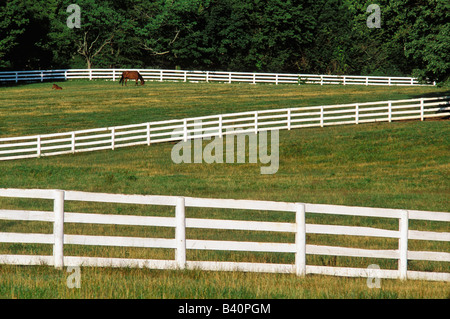 Thoroughbred Mare and Foal in Paddock Oldham County Kentucky Stock Photo