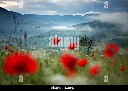misty dawn in a poppy field in the Valnerina near Preci with the mountains of Monti Sibillini National Park, Umbria, Italy Stock Photo