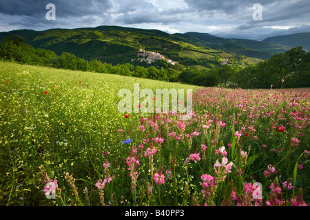 spring flowers growing in a field in the Valnerina with Preci beyond,Monti Sibillini National Park, Umbria, Italy Stock Photo